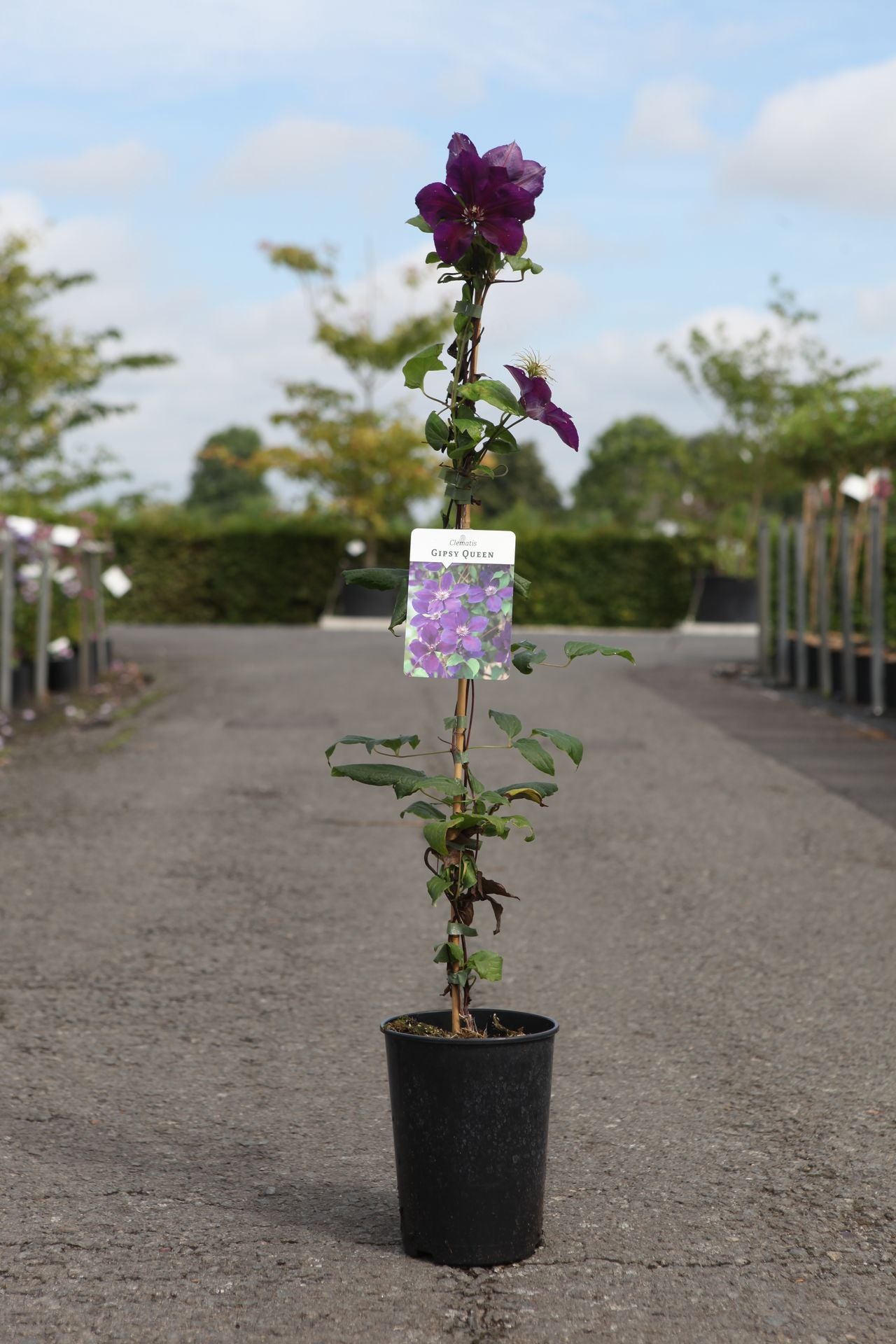 Clematis 'Gipsy Queen'