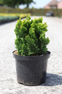 Chamaecyparis obtusa 'Meroki Twin'
