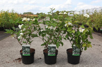 Viburnum plicatum tomentosum