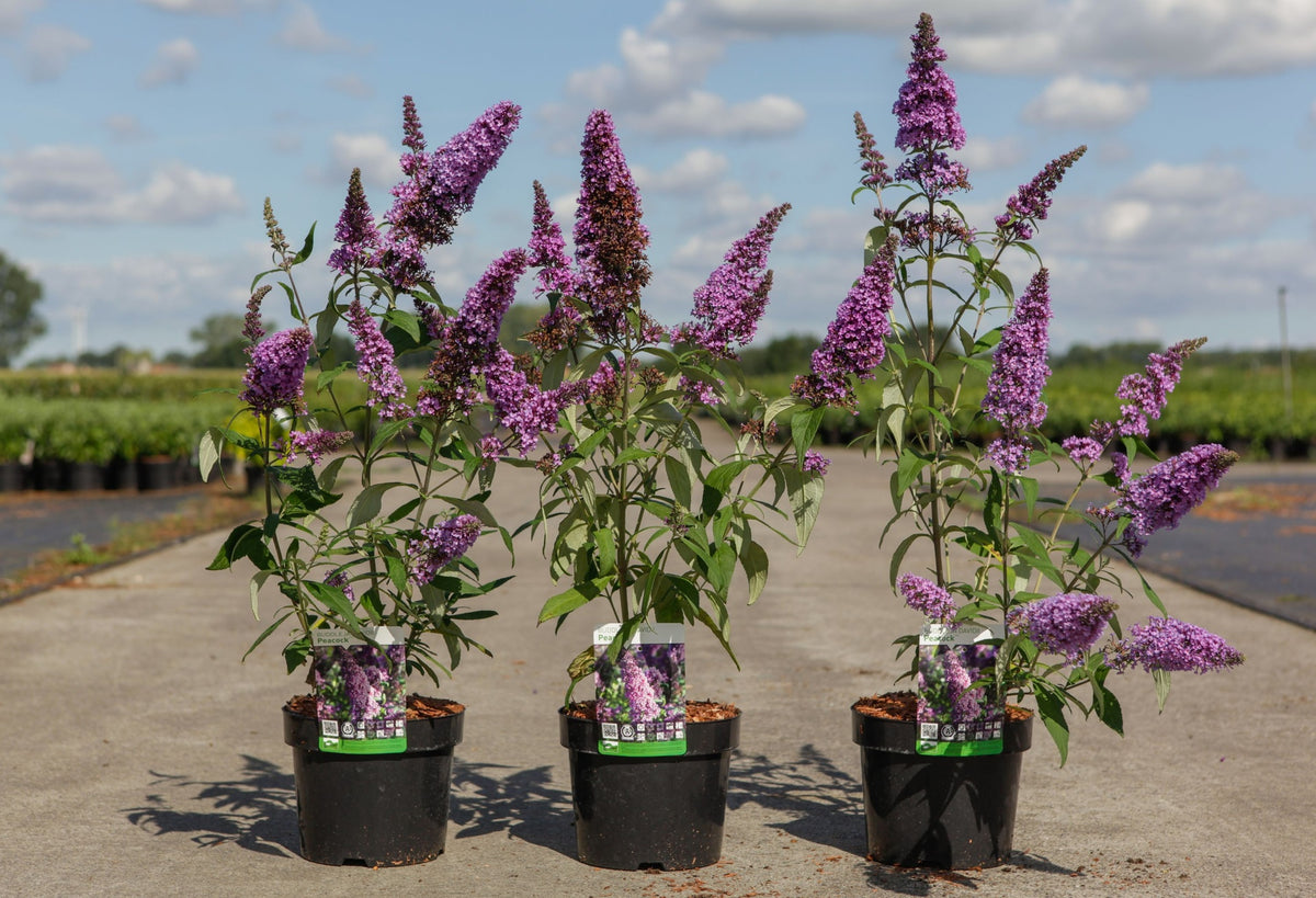 Buddleja davidii PEACOCK (PBR)