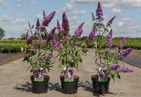 Buddleja davidii PEACOCK (PBR)