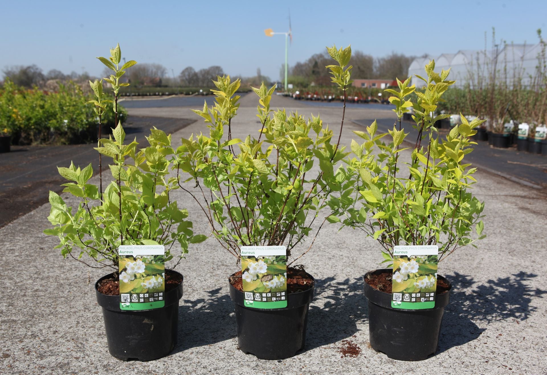 Philadelphus coronarius 'Aureus'