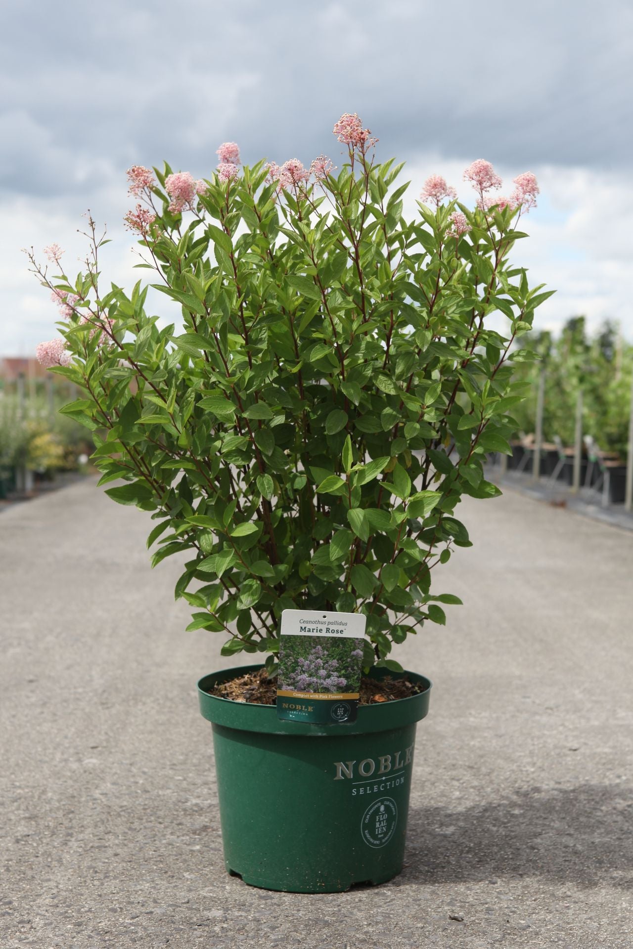Ceanothus pallidus MARIE ROSE