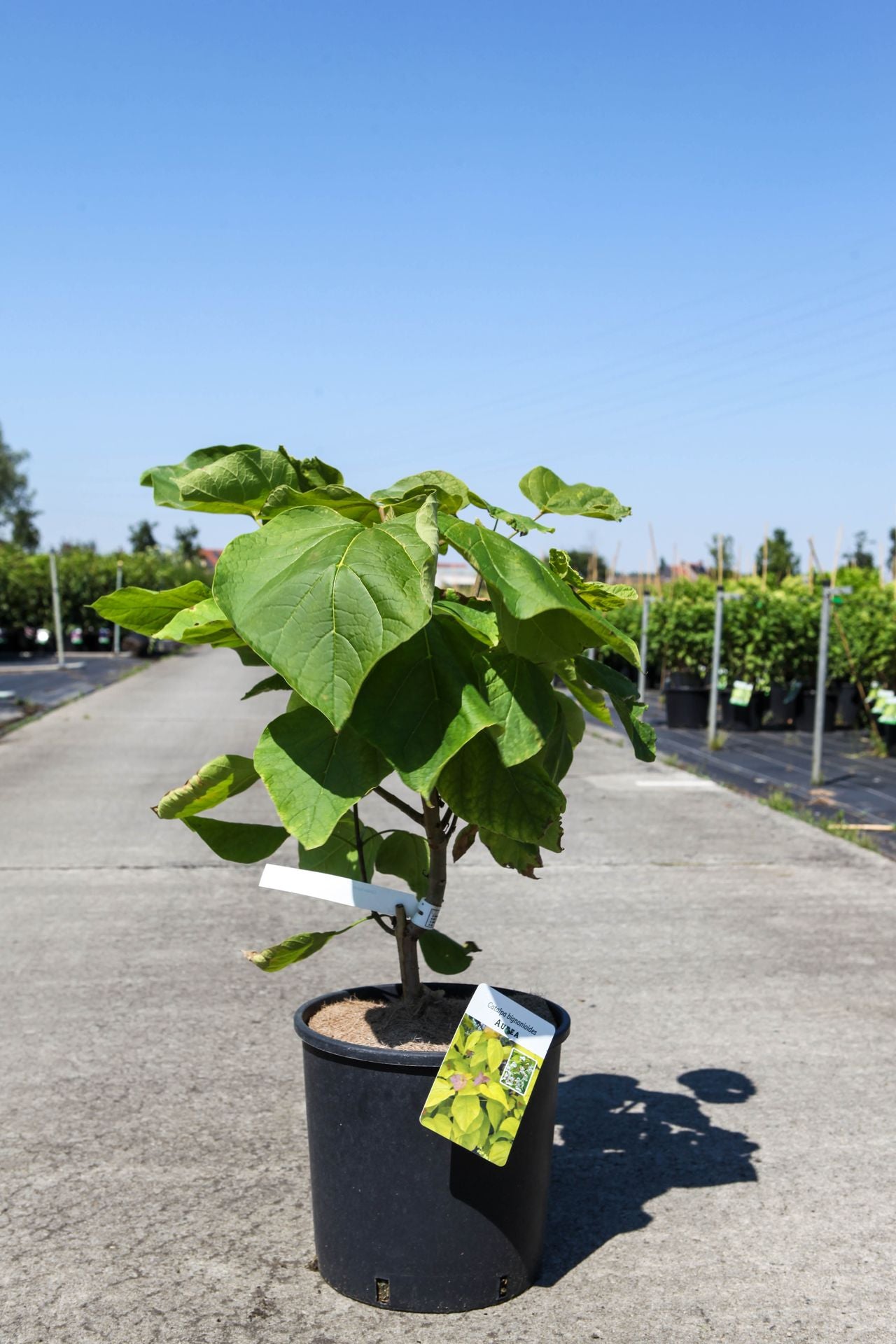 Catalpa bignonioides 'Aurea'