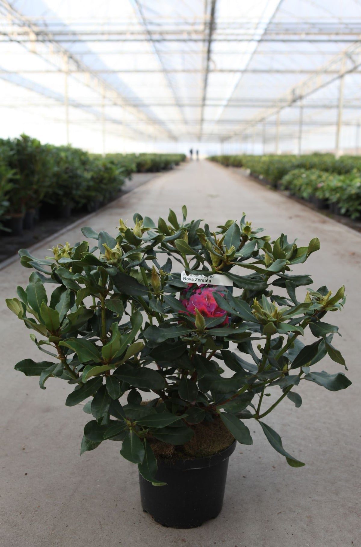 Rhododendron 'Nova Zembla'