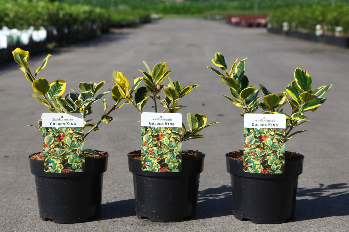 Ilex altaclerensis 'Golden King'