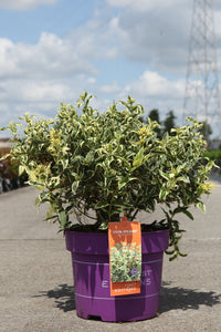 Diervilla sessilifolia First Editions© COOL SPLASH© (PBR)