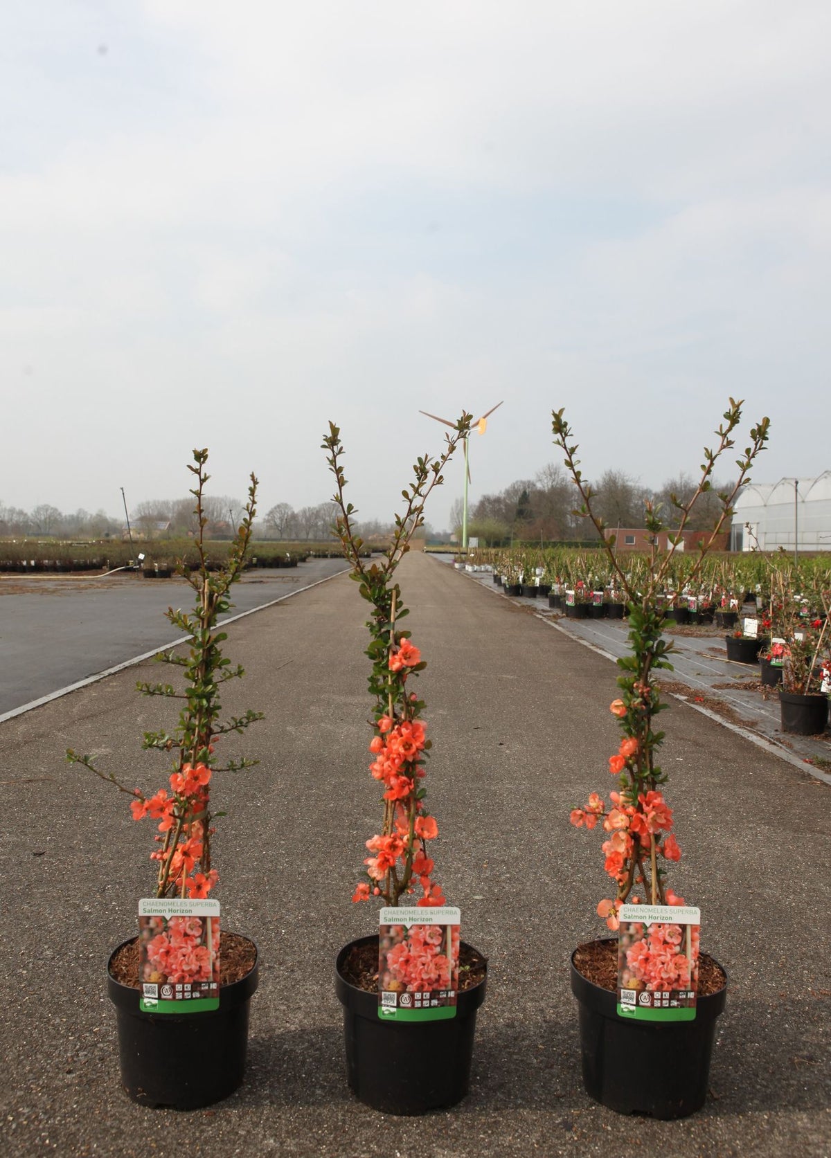 Chaenomeles superba 'Salmon Horizon'