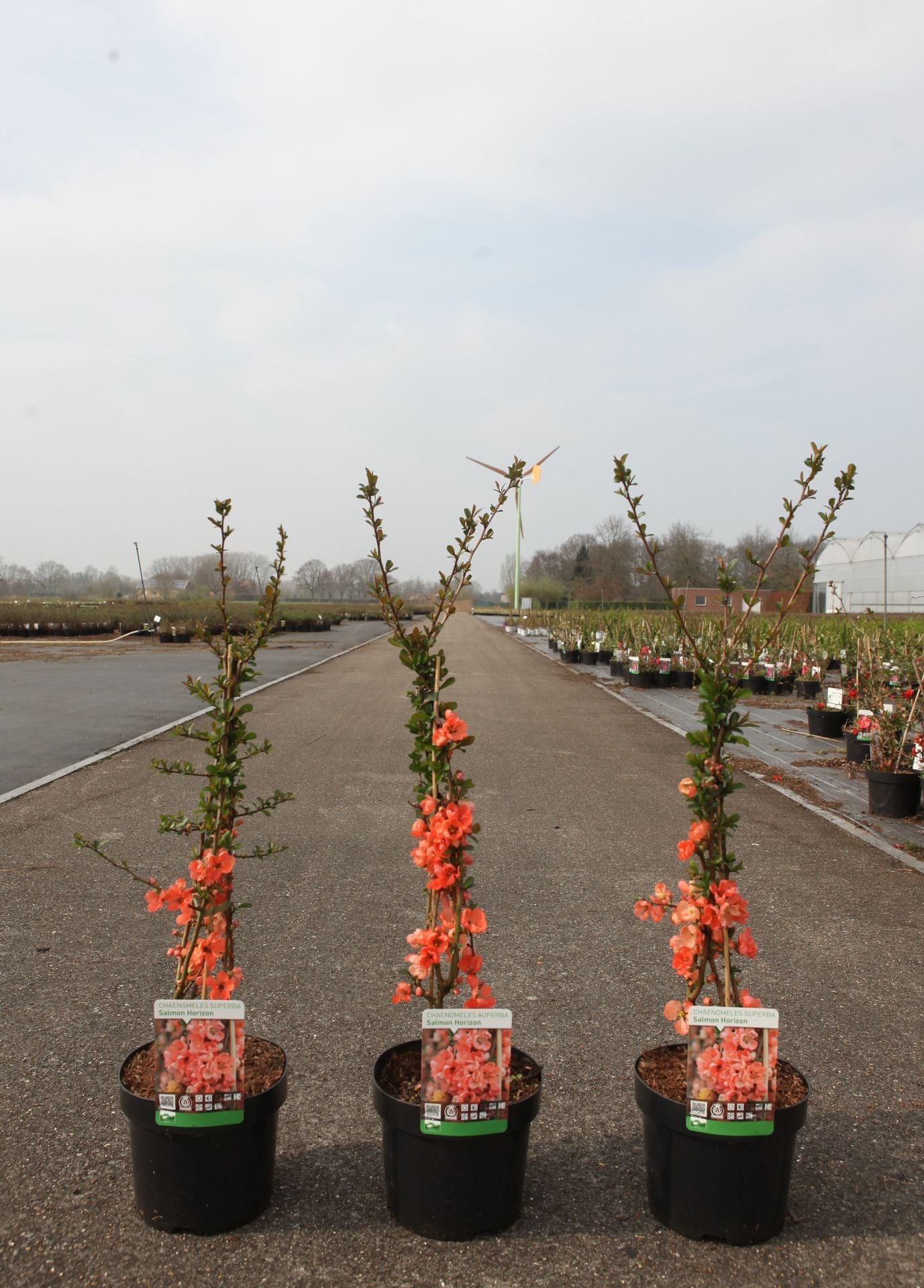 Chaenomeles superba 'Salmon Horizon'