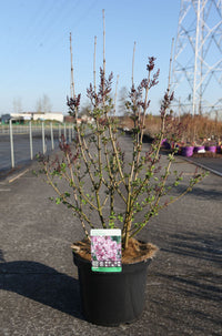 Syringa 'Tinkerbelle'
