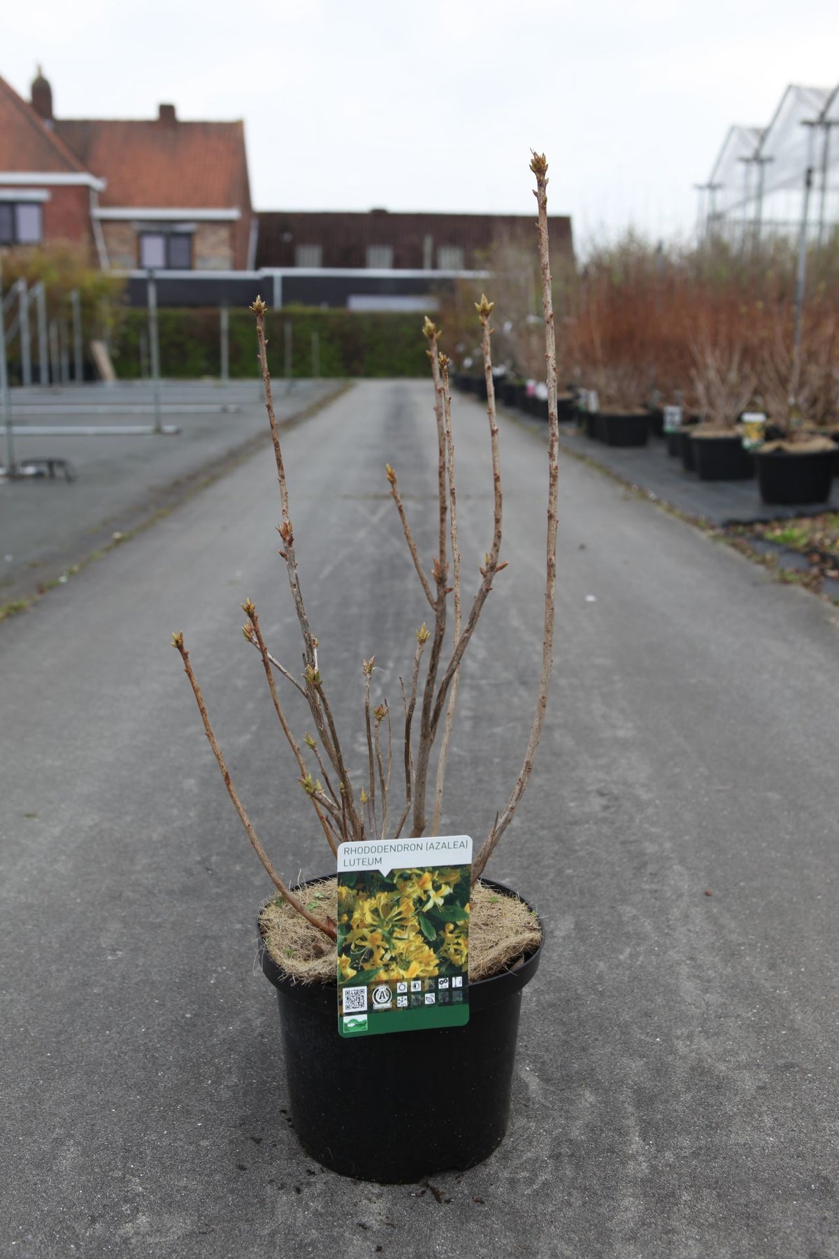 Azalea luteum