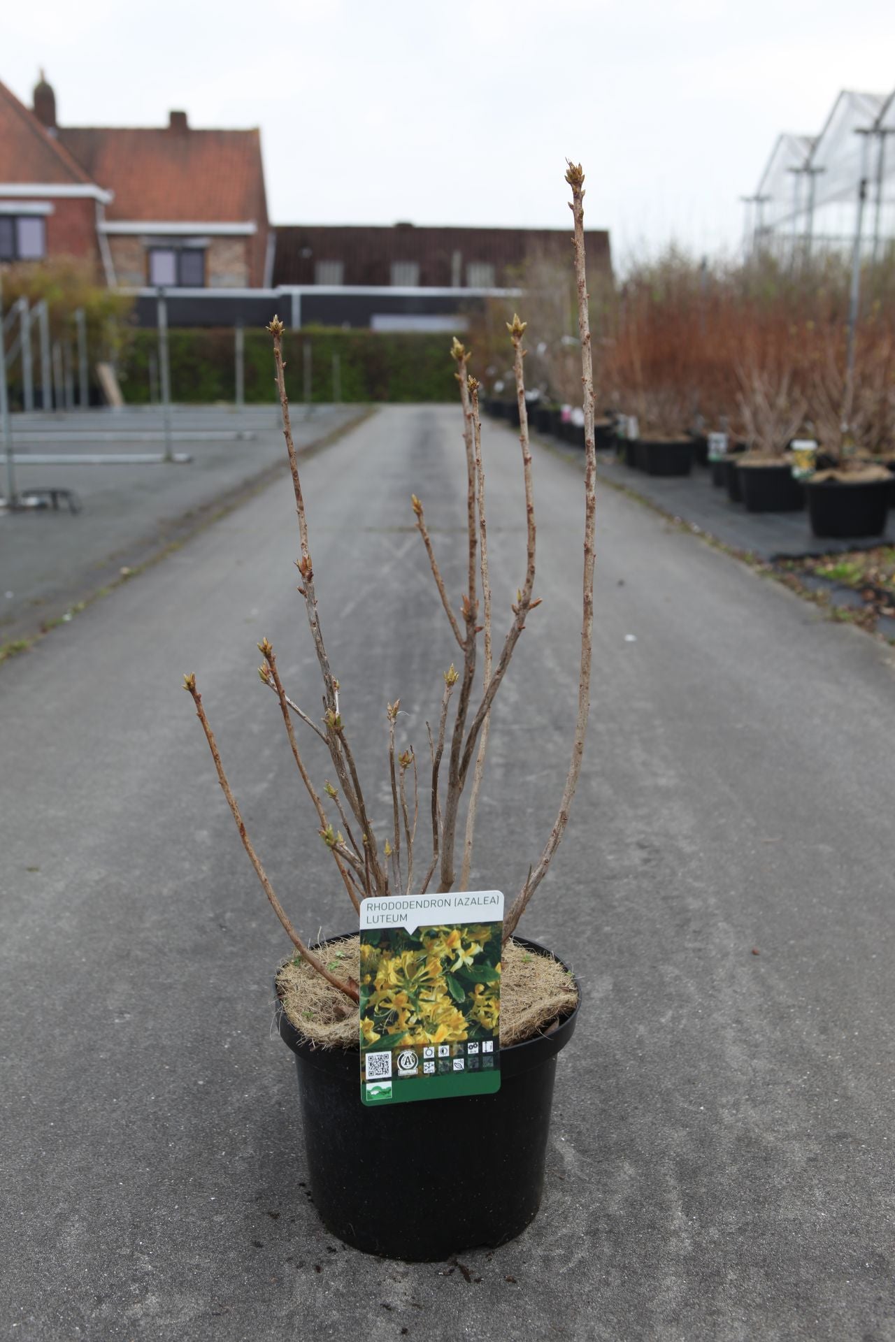 Azalea luteum