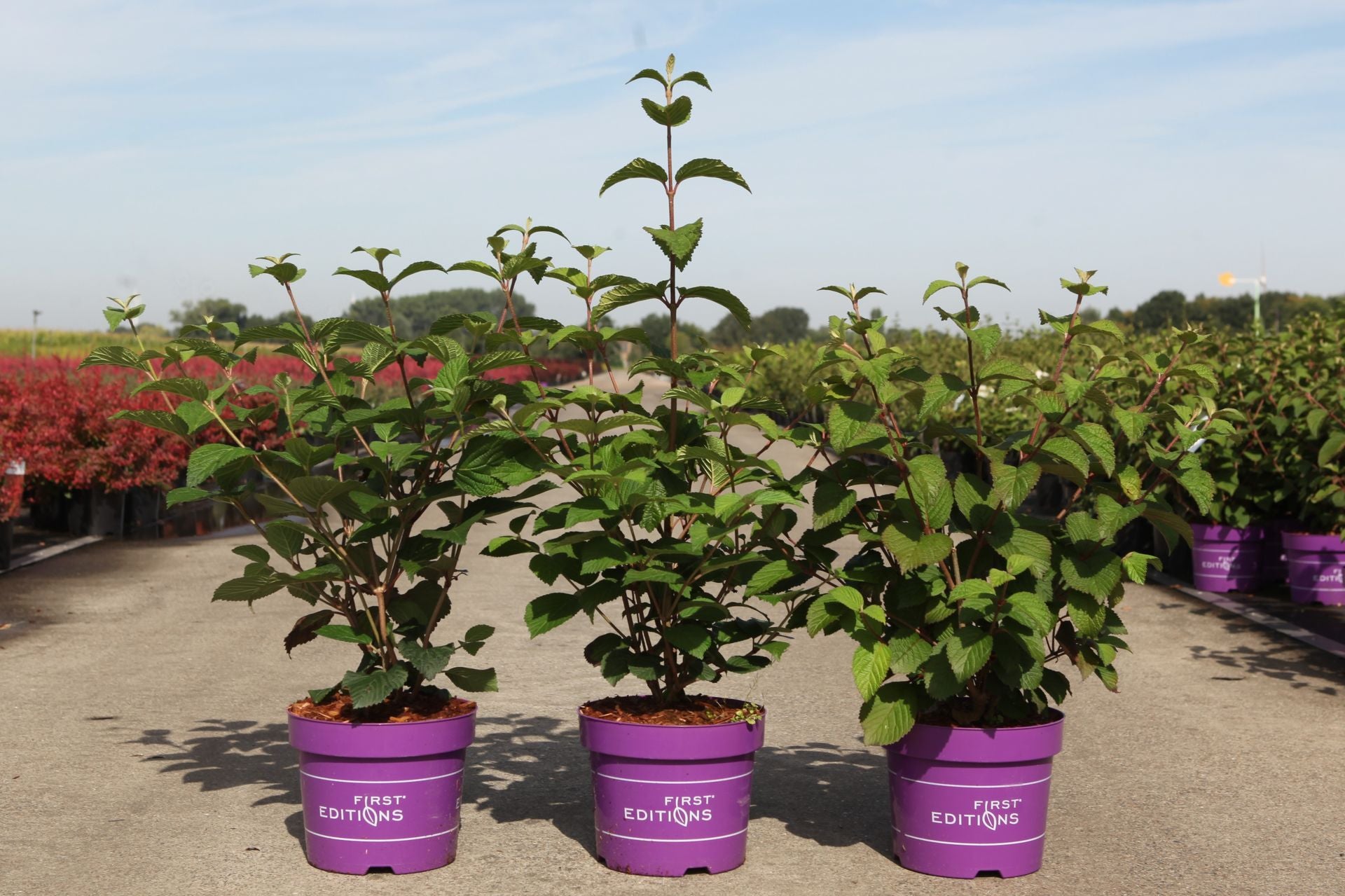 Viburnum plicatum First Editions© 'Opening Day©'