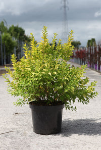 Physocarpus opulifolius 'Minion'