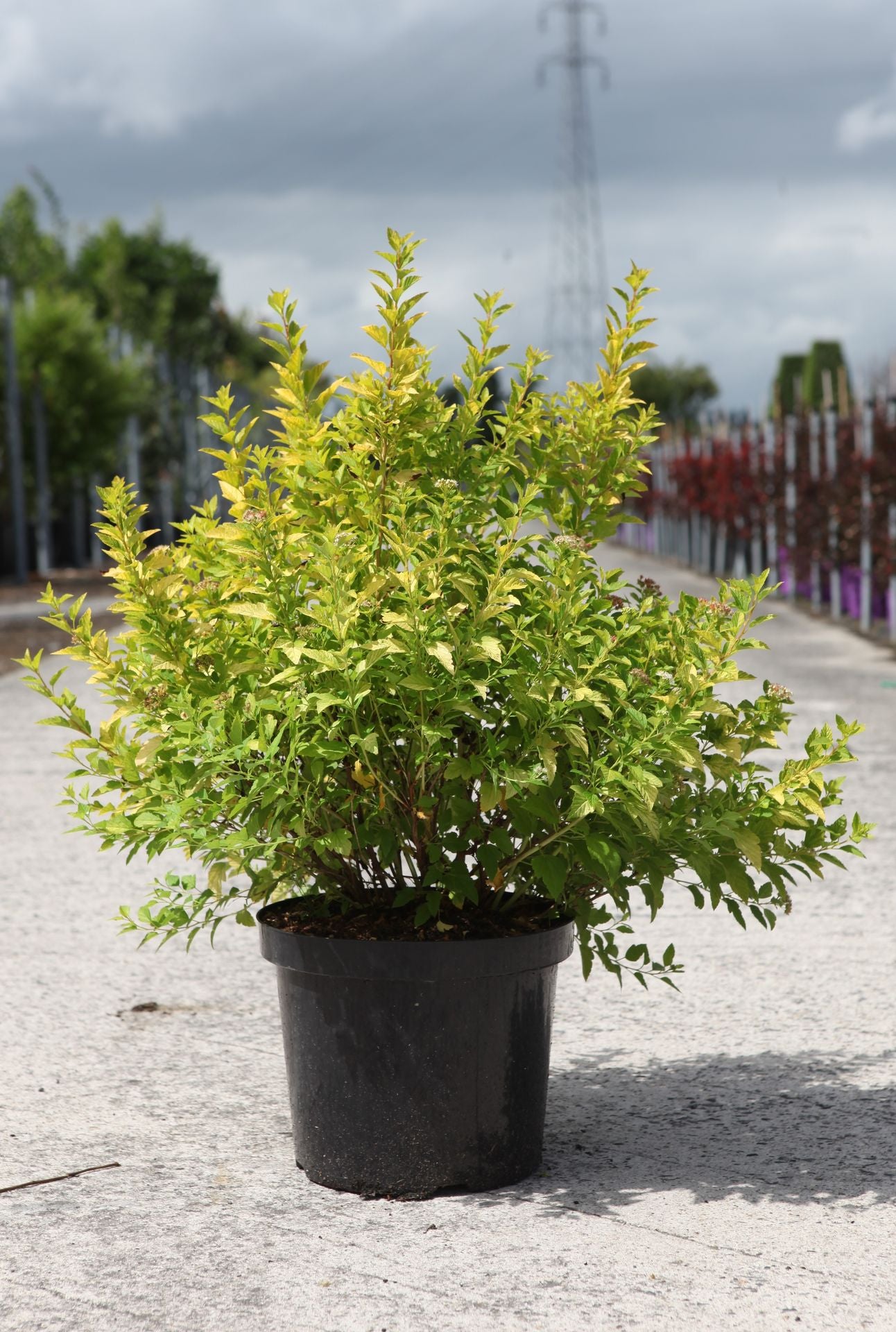 Physocarpus opulifolius 'Minion'