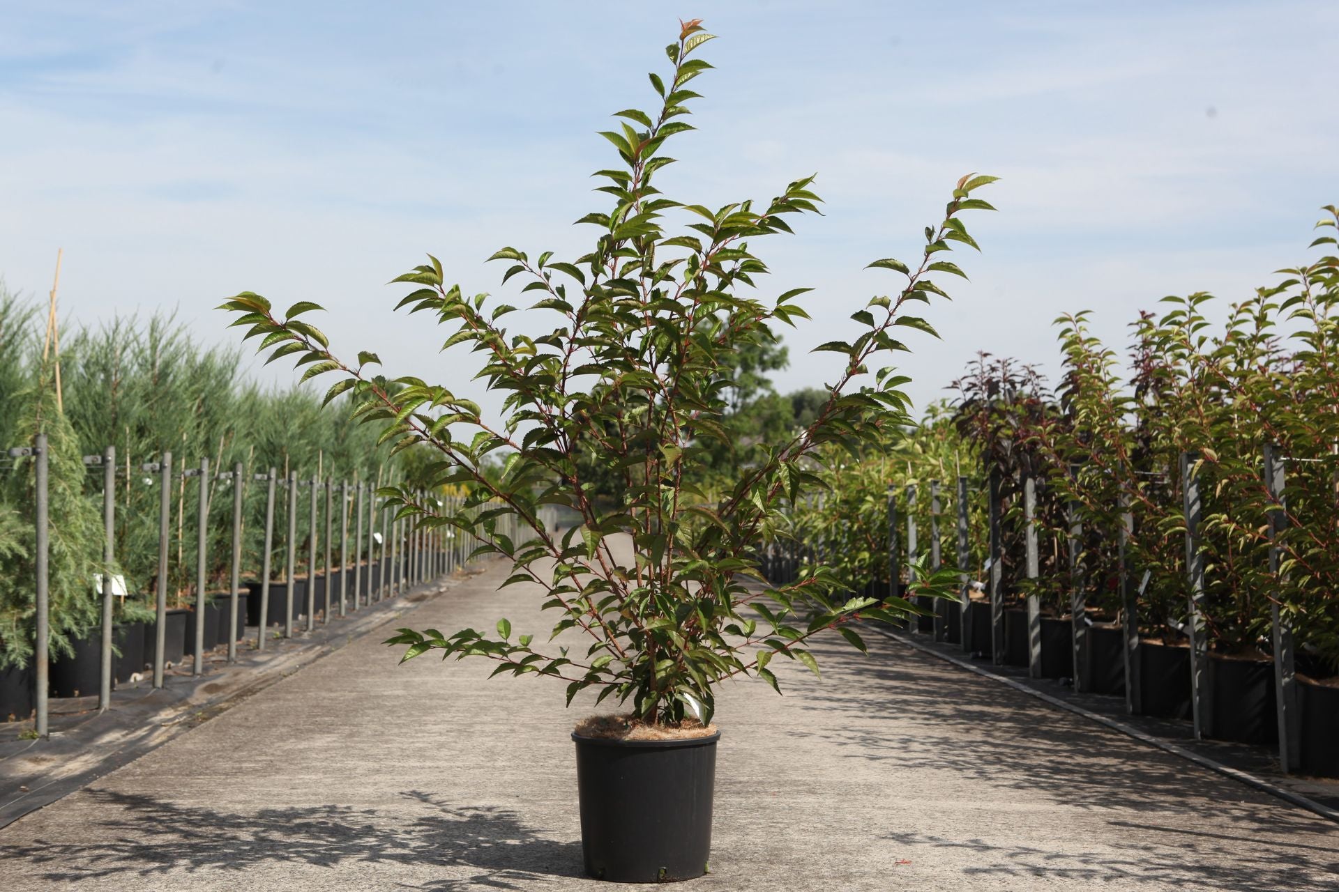 Prunus 'Okame'