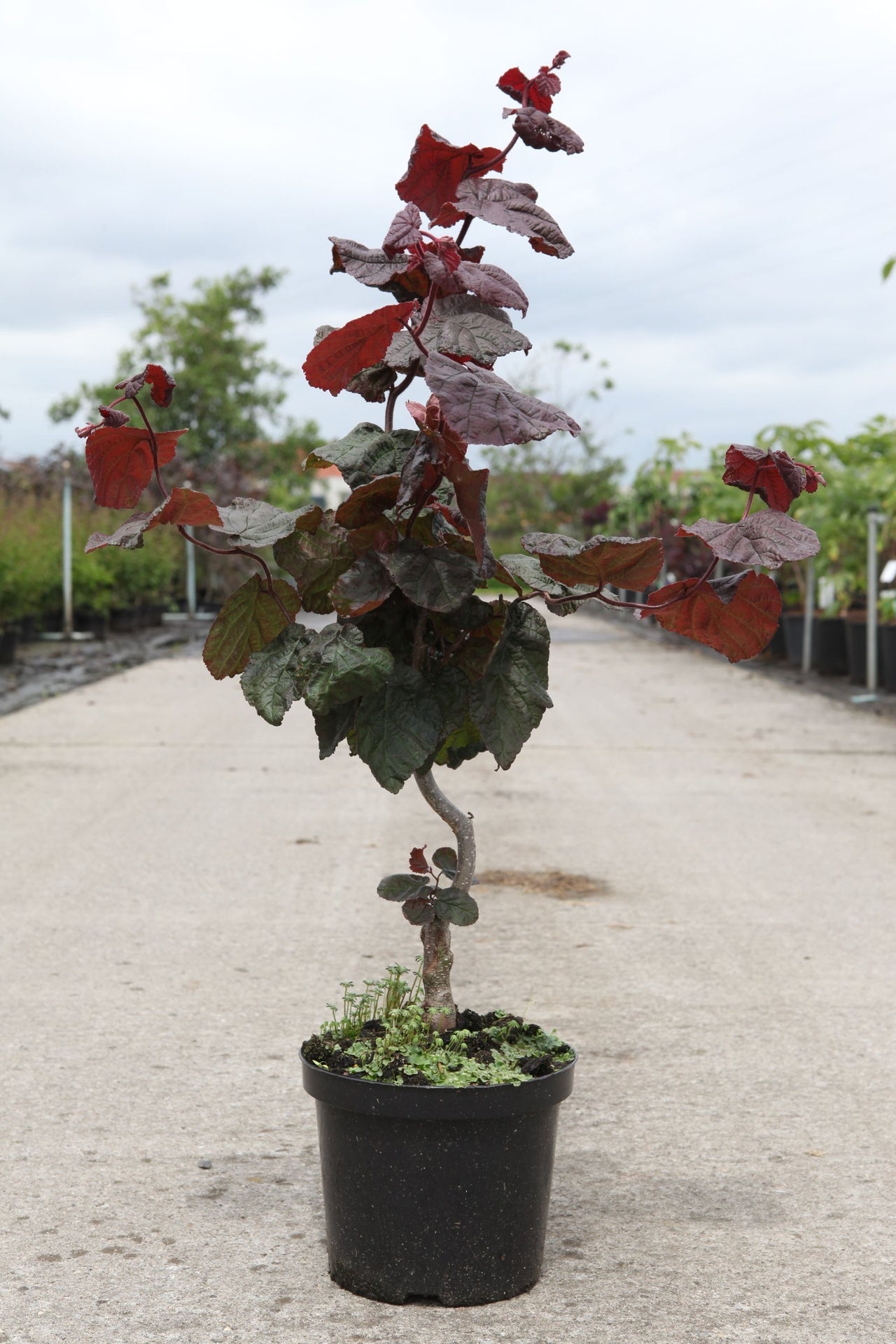 Corylus avellana 'Red Majestic' (PBR)