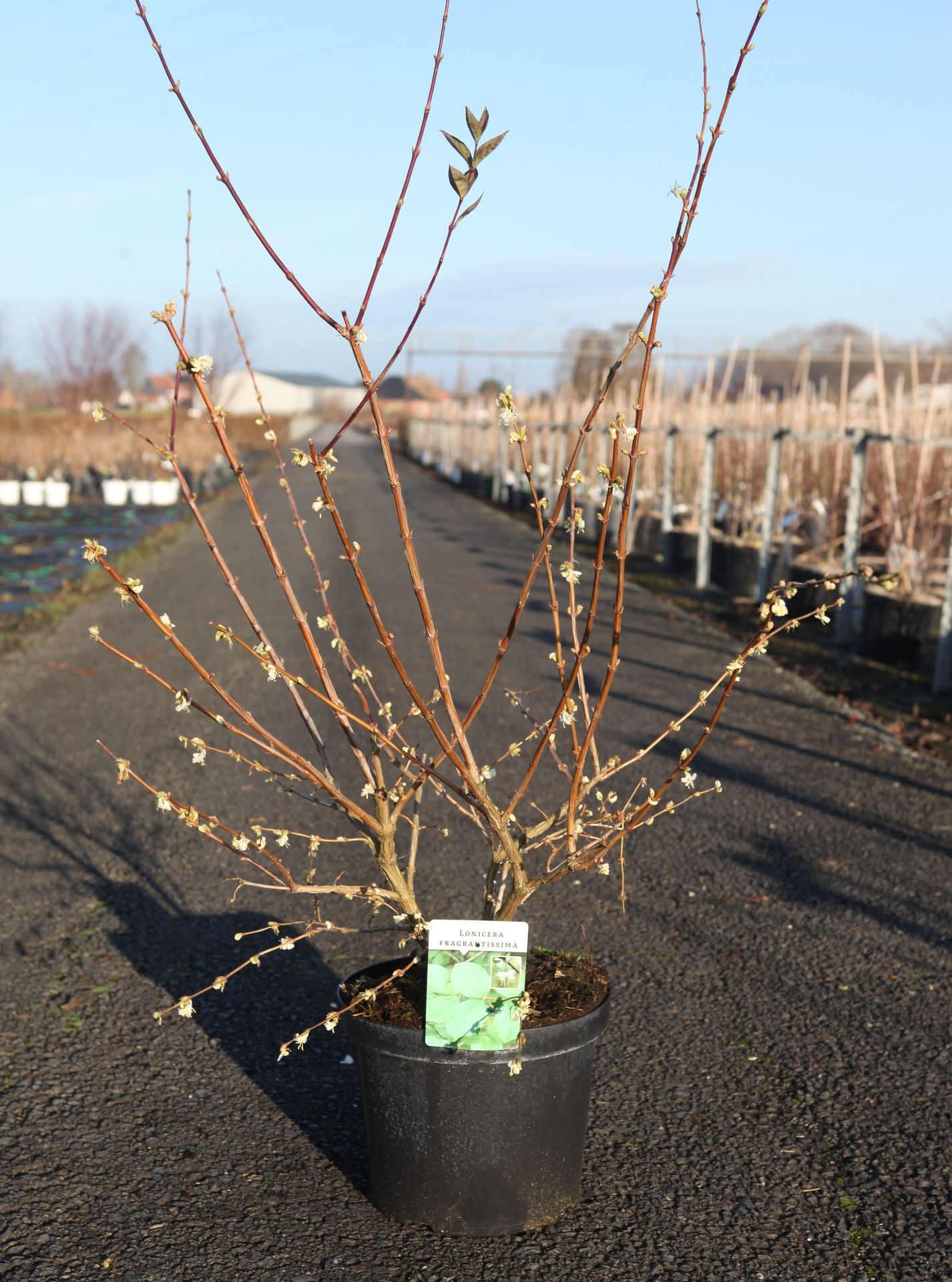 Lonicera fragrantissima