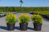 Thuja occidentalis 'Golden Globe'