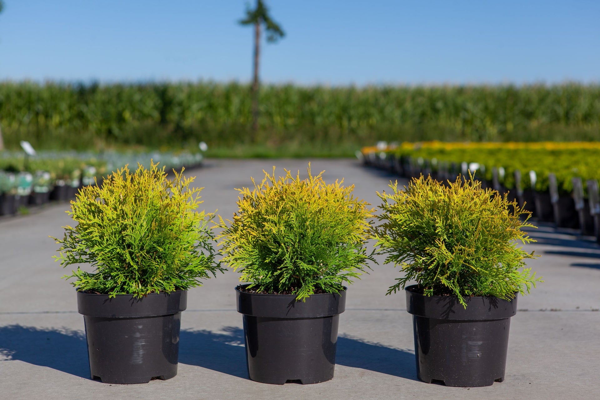 Thuja occidentalis 'Golden Globe'
