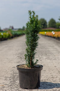 Taxus baccata 'Fastigiata Robusta'