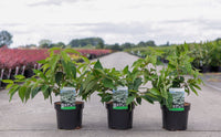 Viburnum plicatum 'Mariesii'