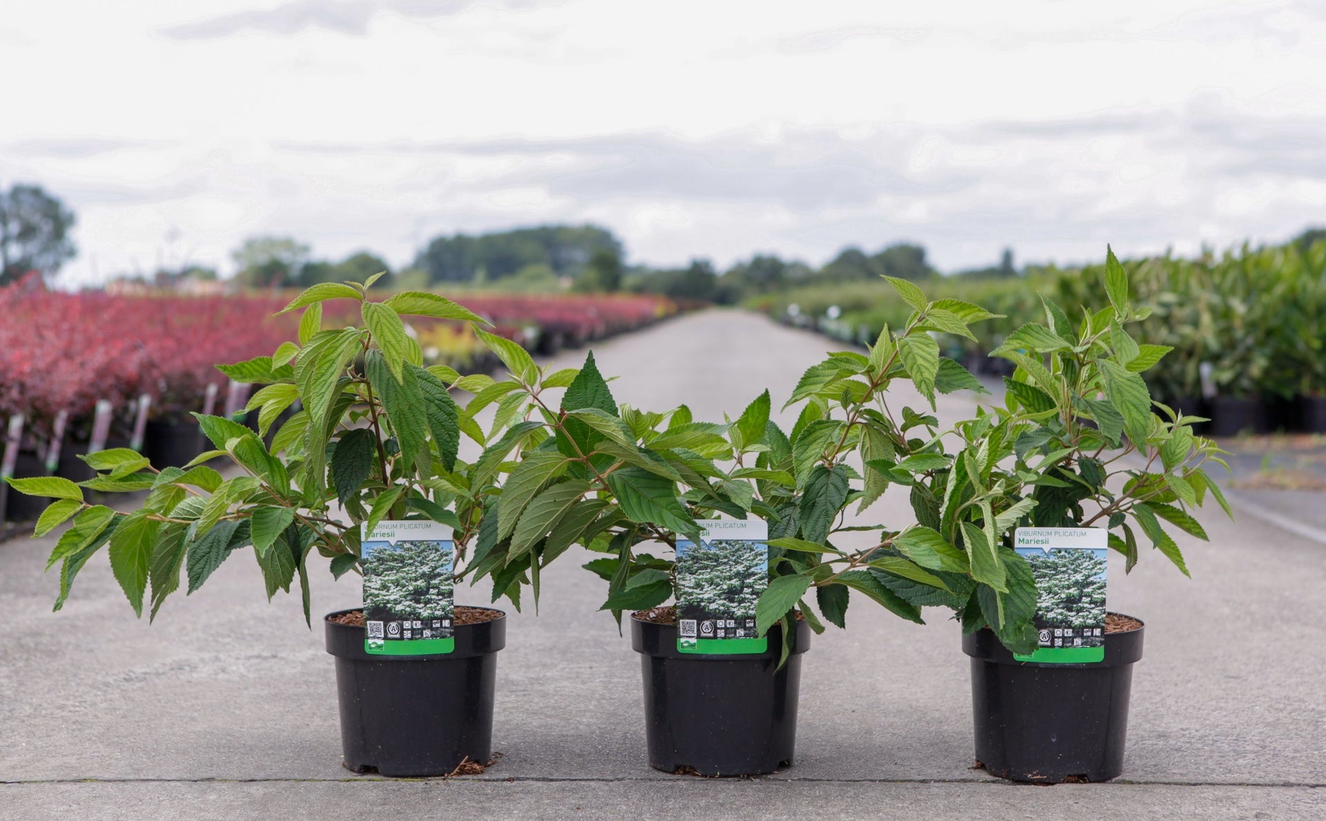 Viburnum plicatum 'Mariesii'