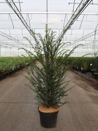 Taxus baccata
