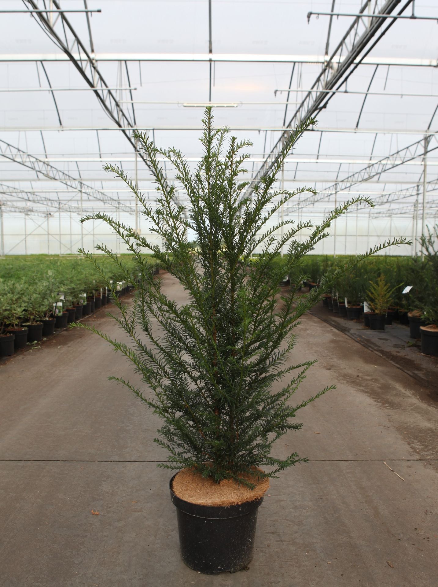 Taxus baccata