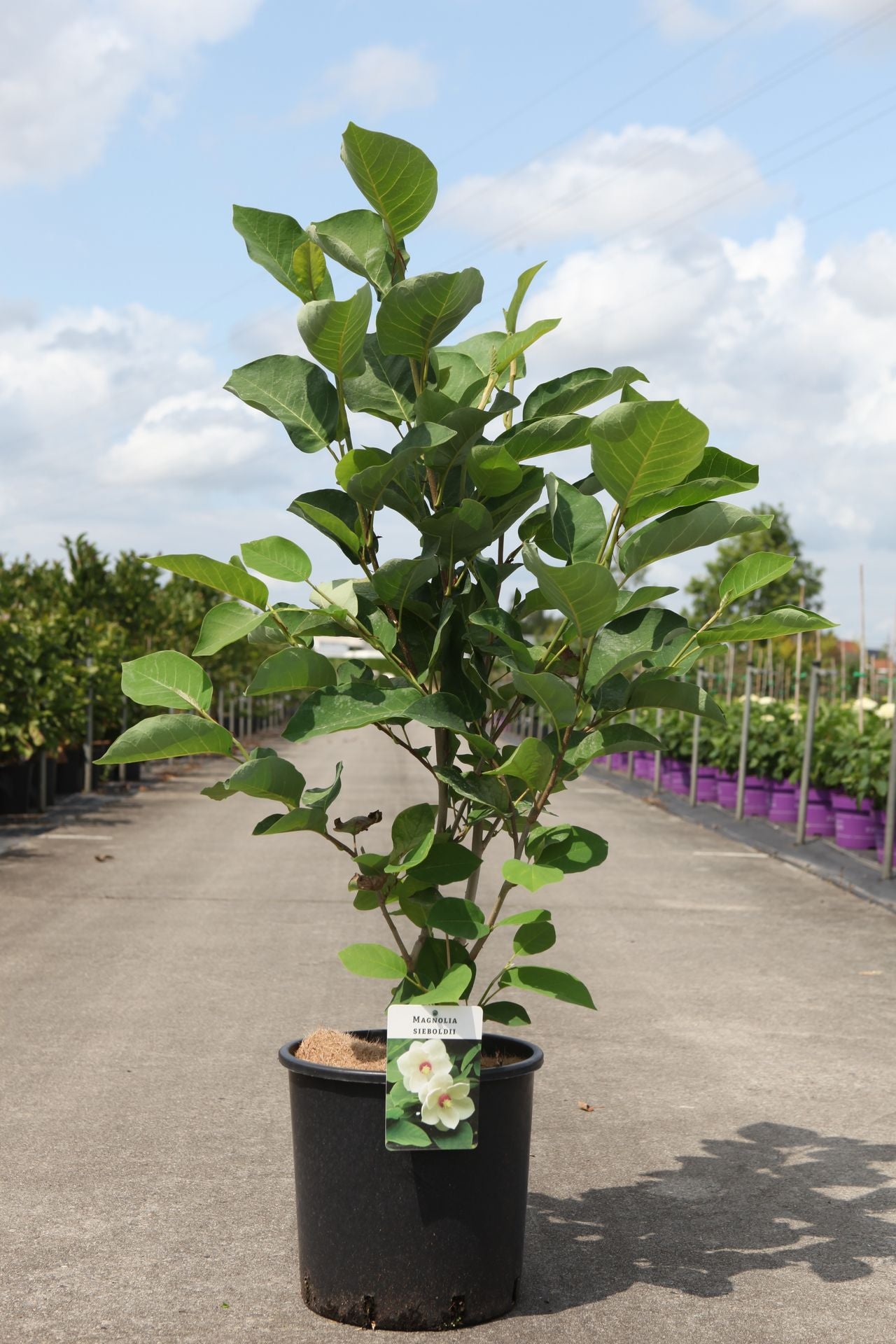 Magnolia sieboldii