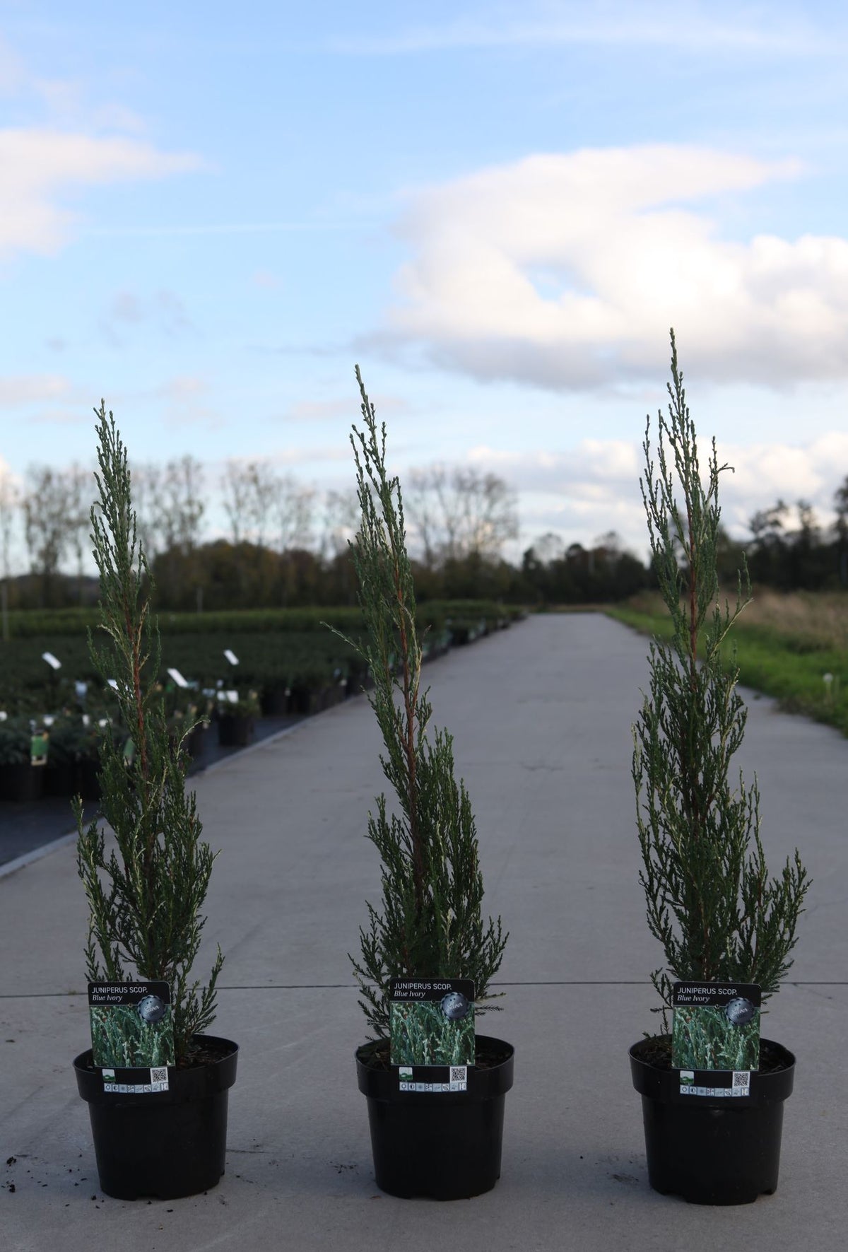 Juniperus scopulorum BLUE IVORY (PBR)