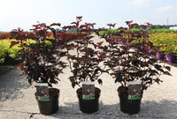 Physocarpus opulifolius 'Rubella' (PBR)