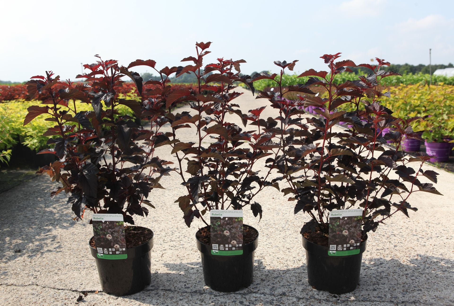 Physocarpus opulifolius 'Rubella' (PBR)