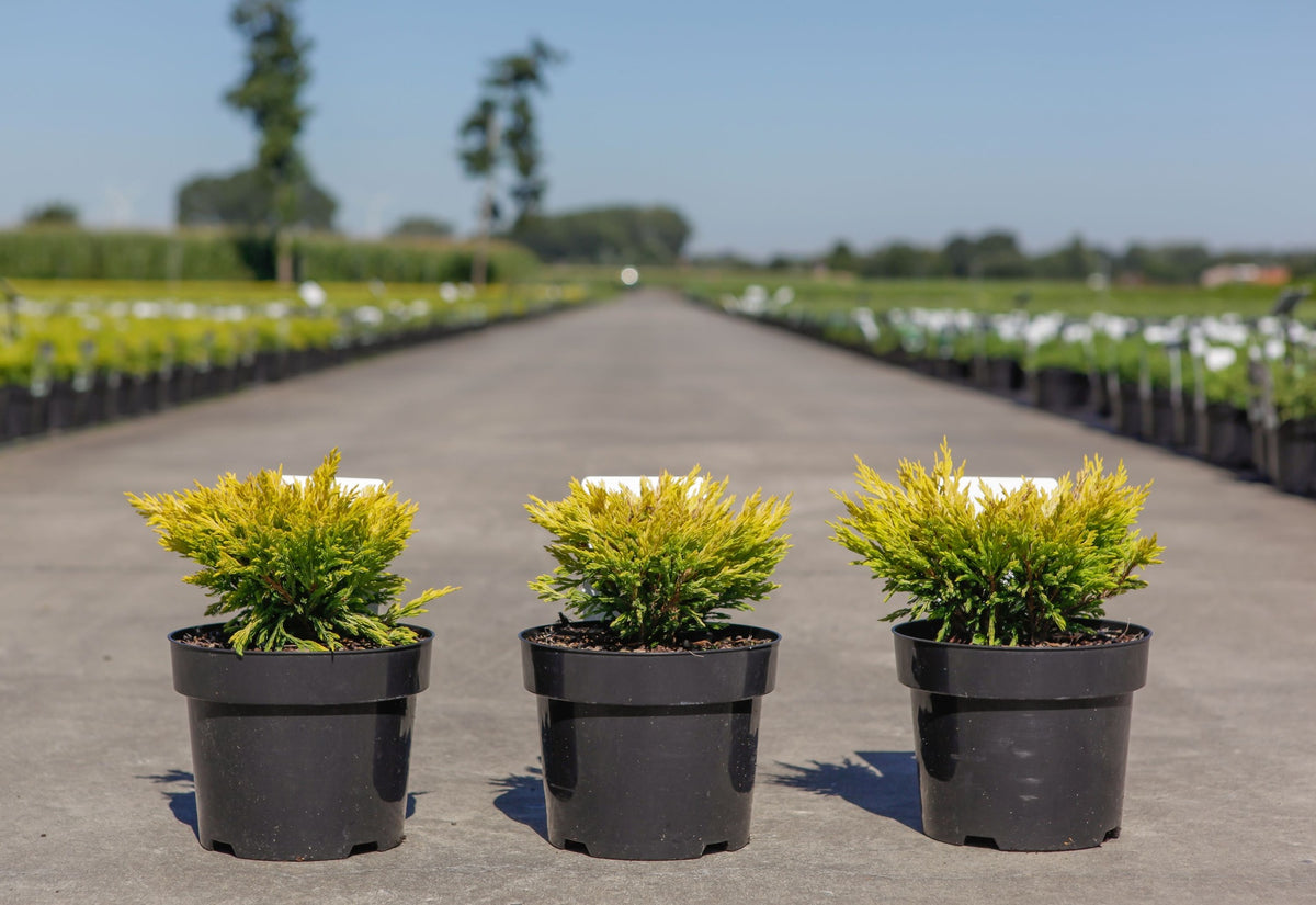 Juniperus horizontalis 'Limeglow'