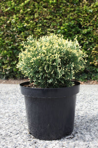 Thuja occidentalis 'Piccadilly'