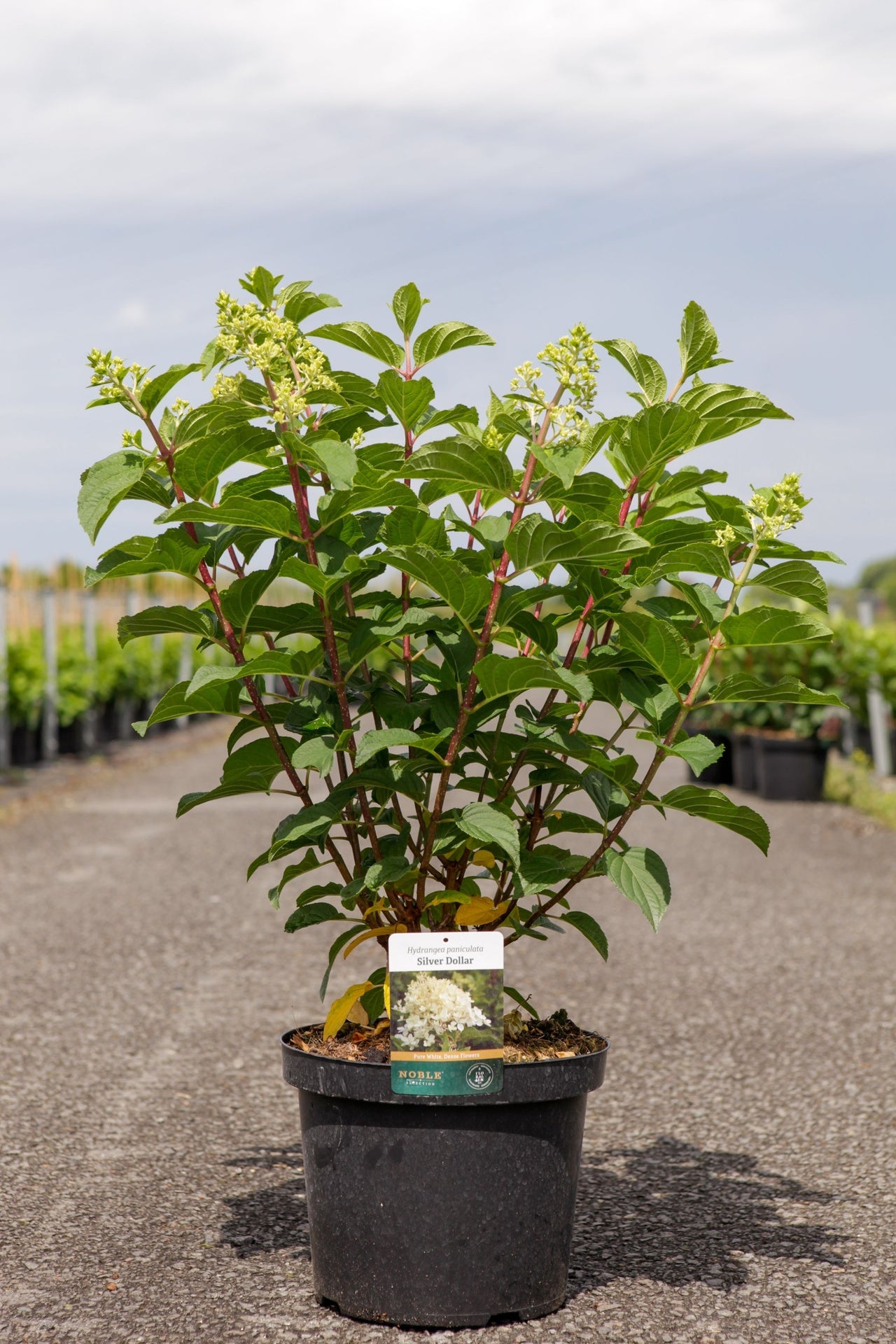 Hydrangea paniculata ‘Silver Dollar’ potted shrub with developing green flower buds and sturdy red stems, upright hydrangea for garden borders