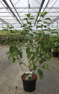 Halesia carolina