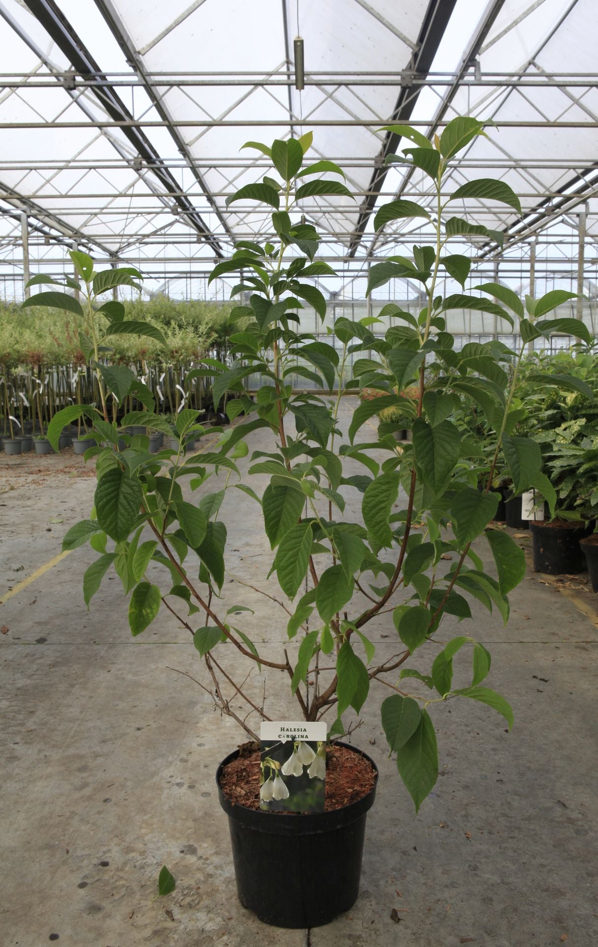 Halesia carolina