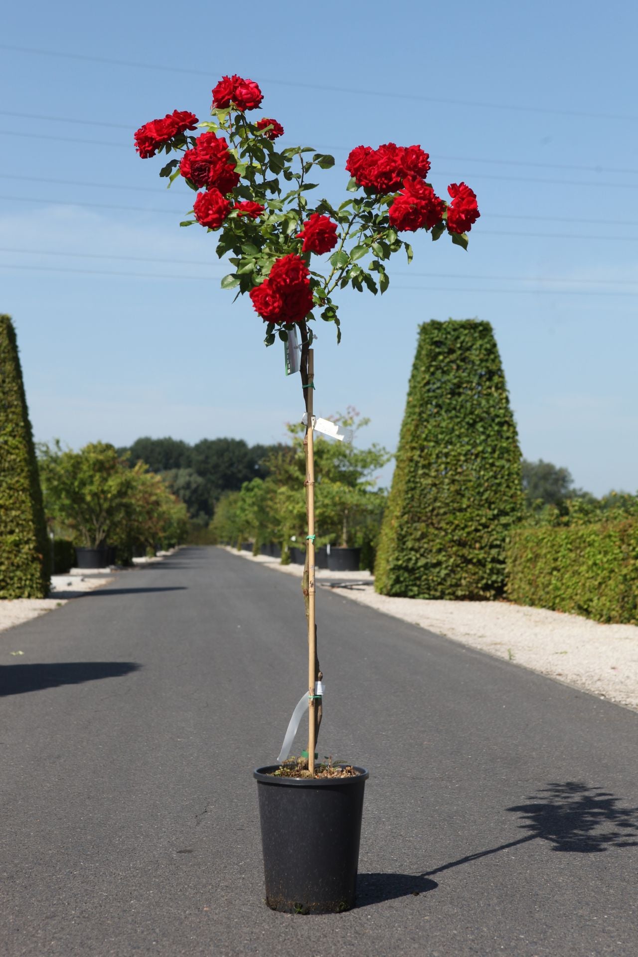 Rosa 'Nina Weibull'