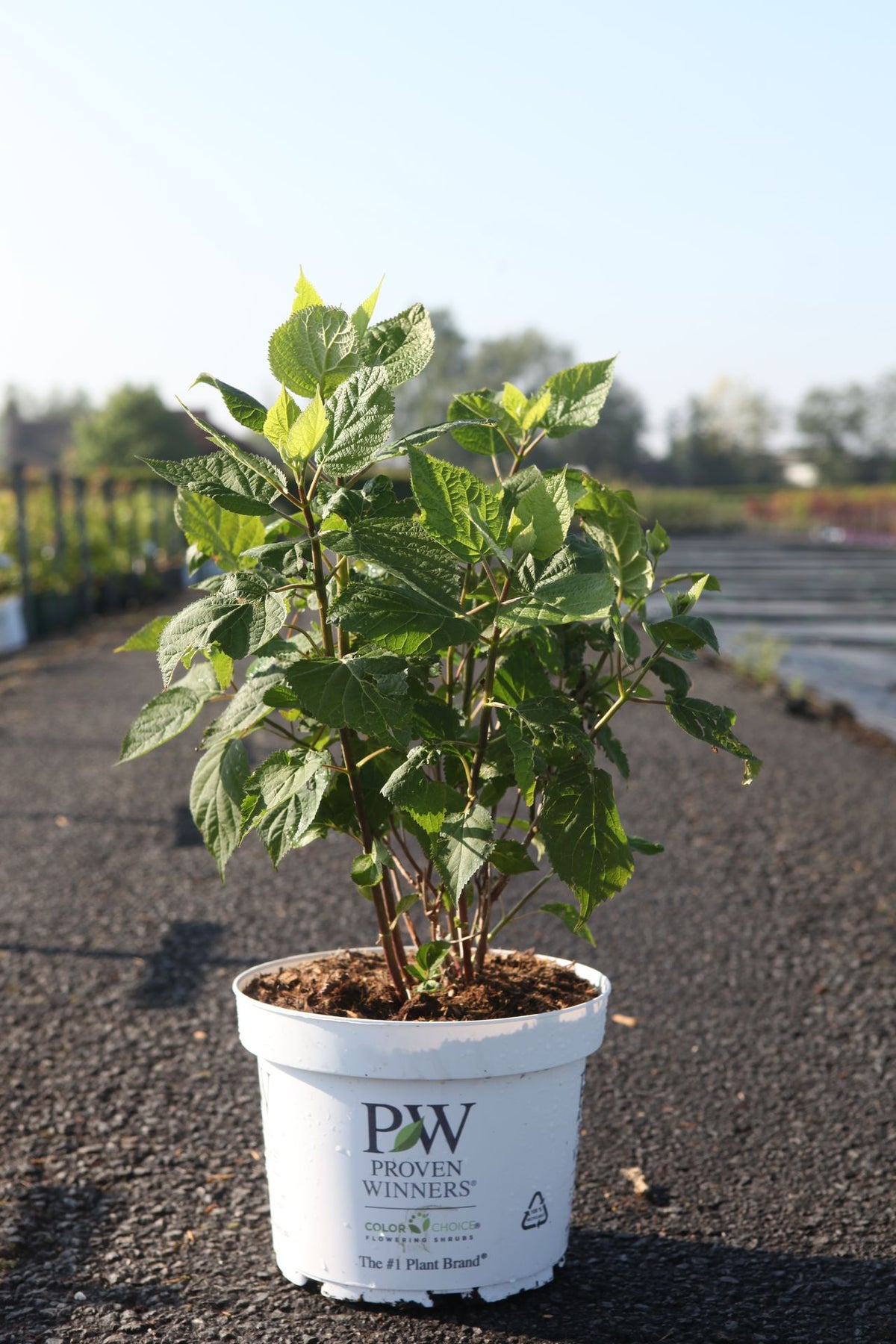Hydrangea arborescens ‘Lime Rickey’ bushy plant with upright growth and forming buds for lime green blooms