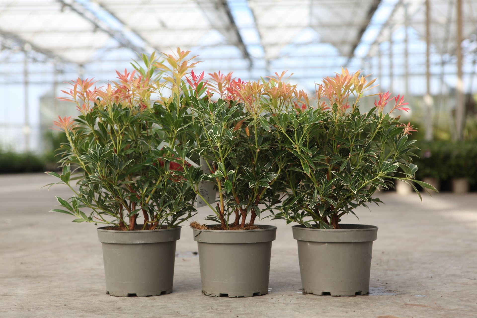 Pieris japonica 'Flaming Silver'