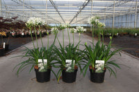 Agapanthus WILLY'S WHITE