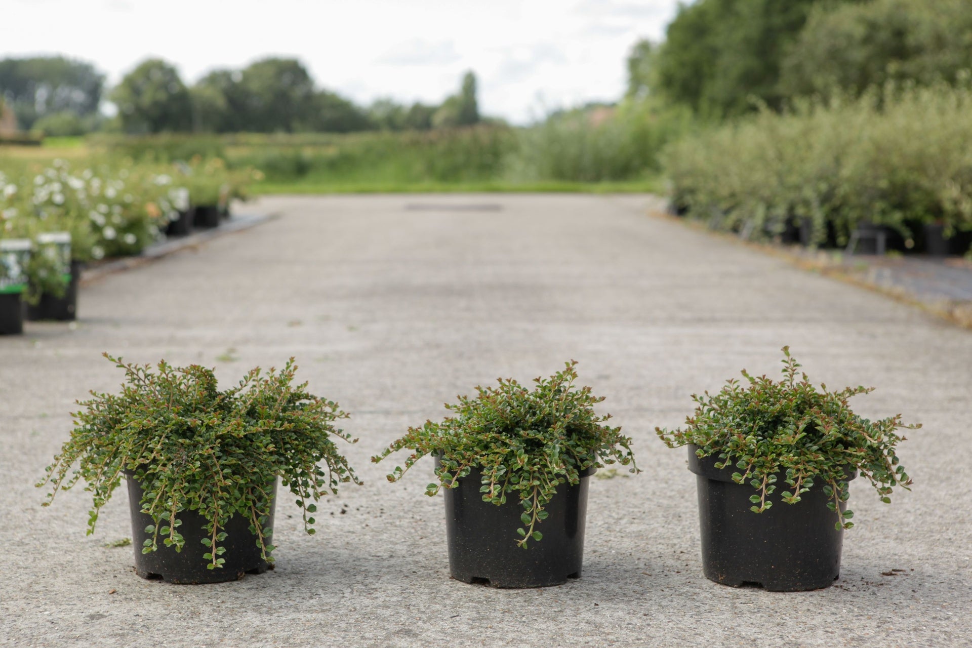 Cotoneaster adpressus 'Little Gem (Tom Thumb)'
