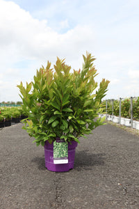 Itea virginica First Editions© LOVE CHILD