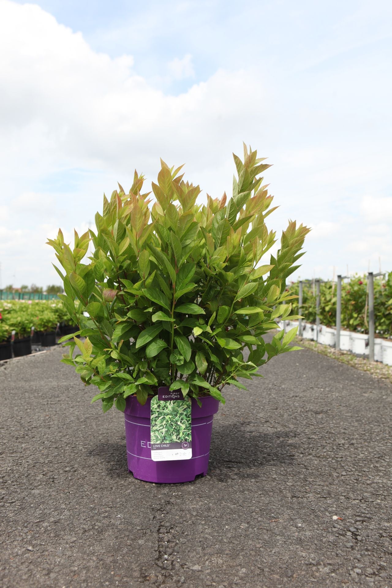 Itea virginica First Editions© LOVE CHILD