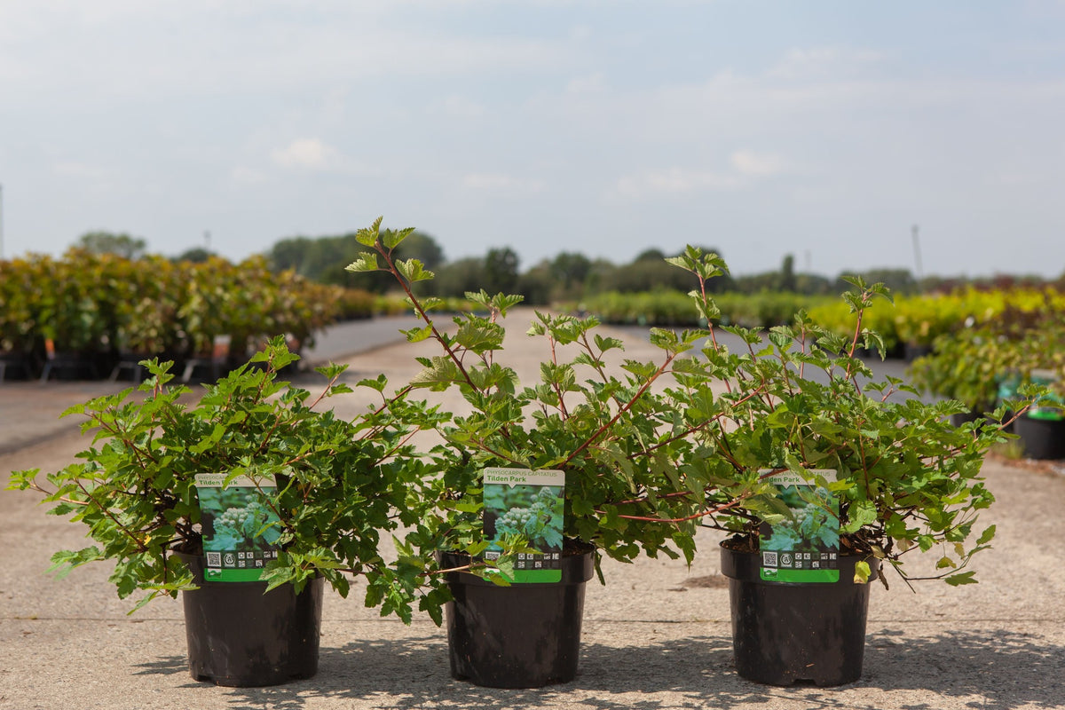 Physocarpus capitatus 'Tilden Park'