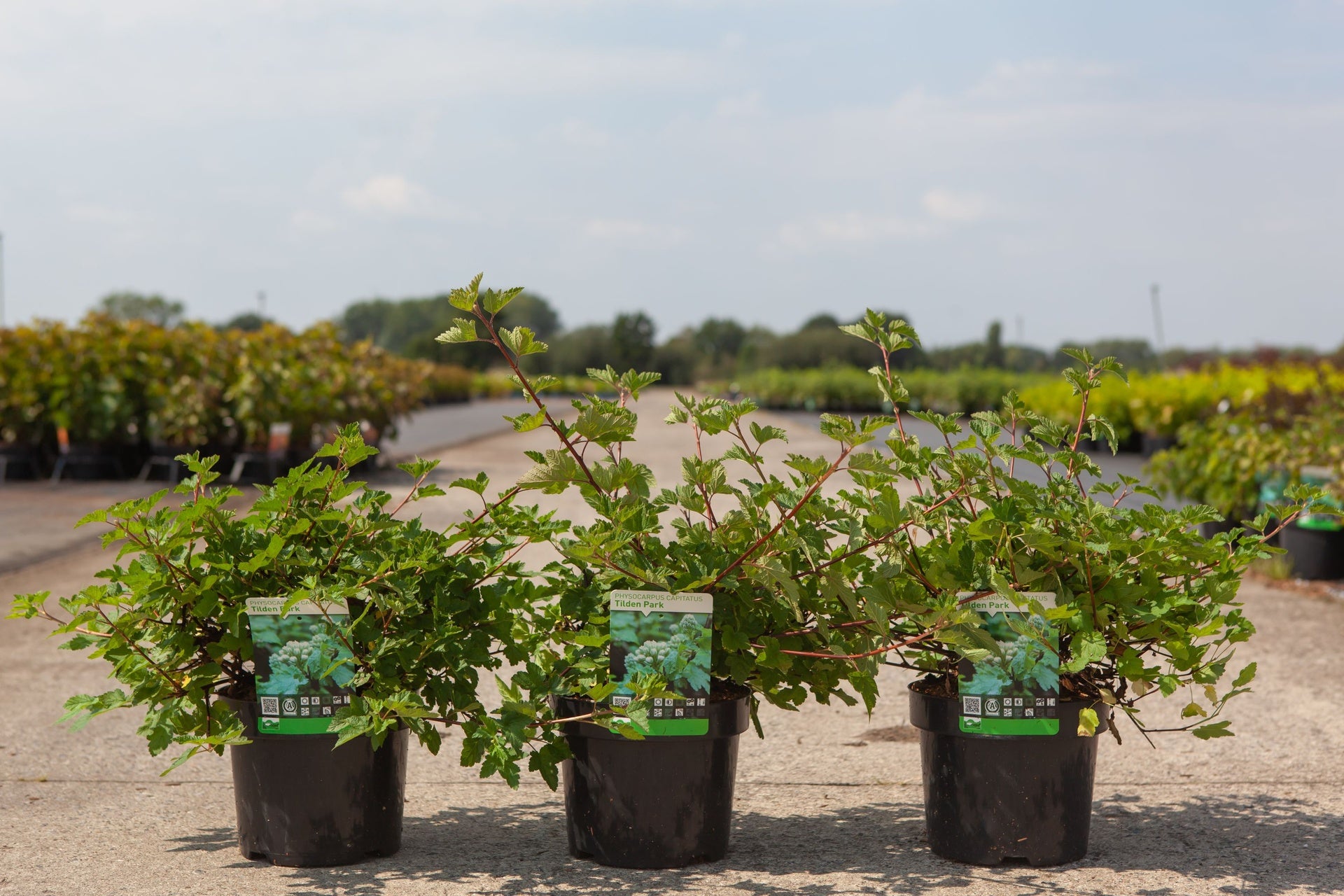 Physocarpus capitatus 'Tilden Park'