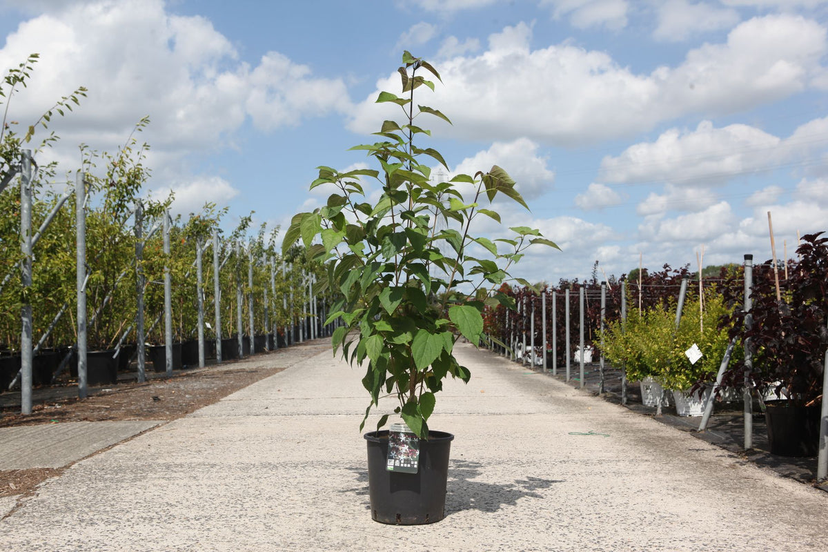 Clerodendrum trichotomum