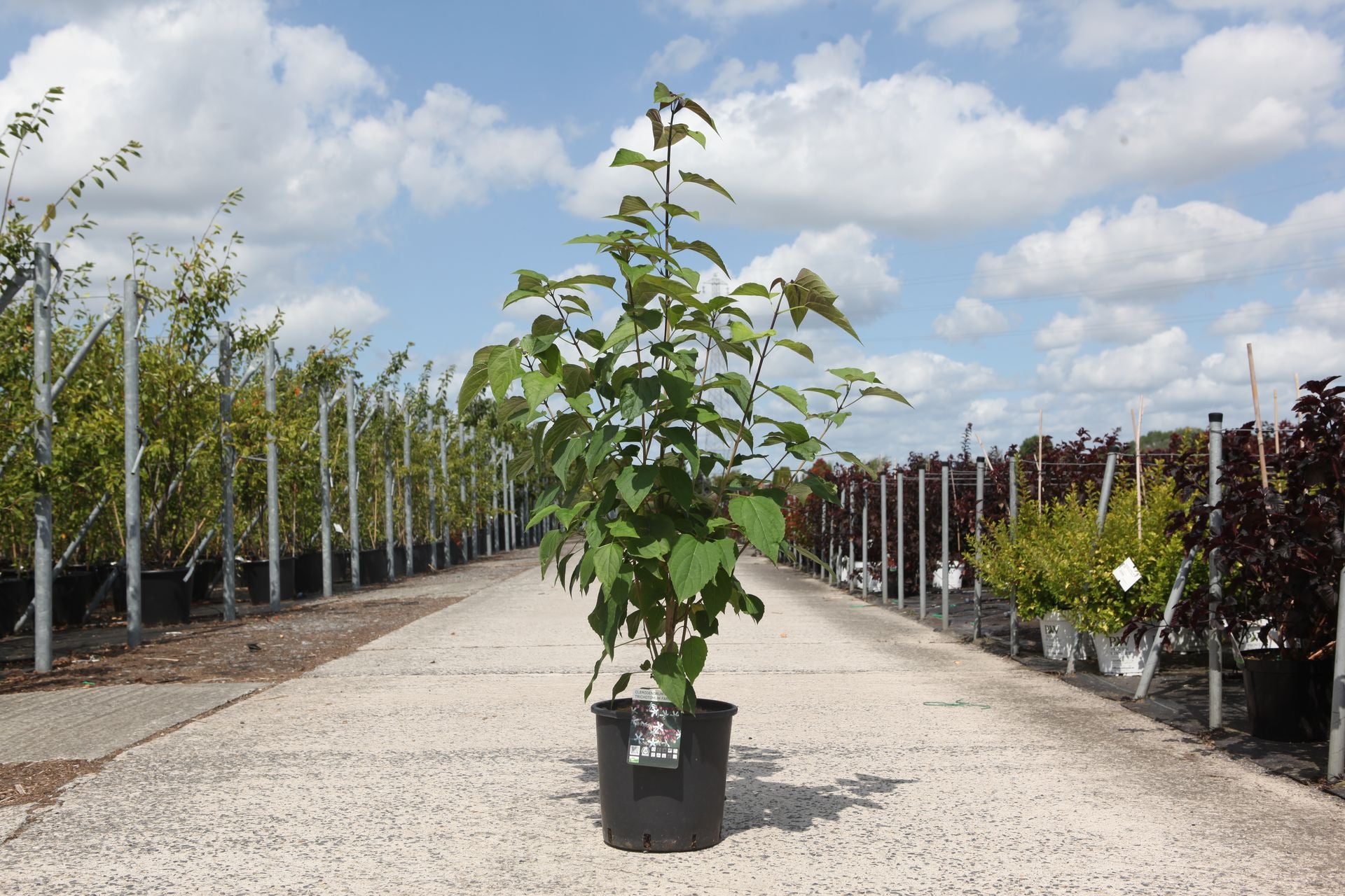 Clerodendrum trichotomum
