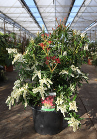 Pieris 'Forest Flame'